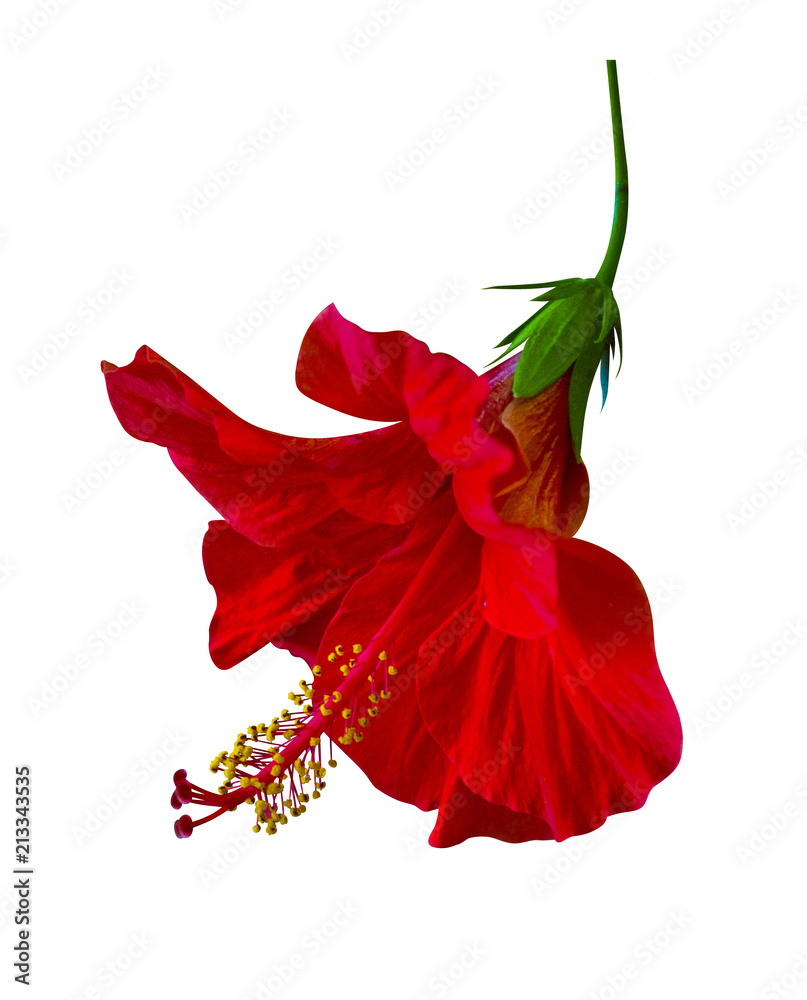 Fototapeta premium Red hibiscus flower isolated on white background