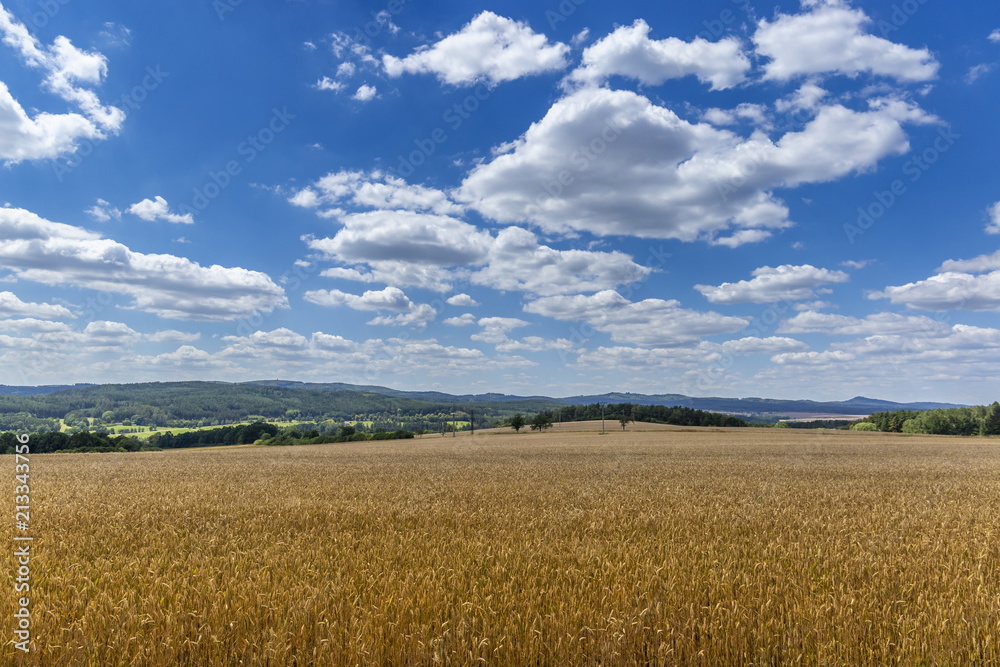 Yellow field and blue sky in czech countryside