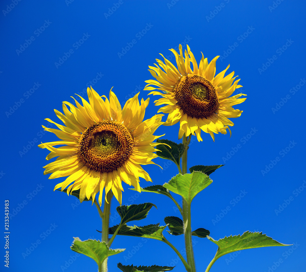 sunflowers are blooming in the beautiful sky. sunflowers are blooming in the beautiful sky.