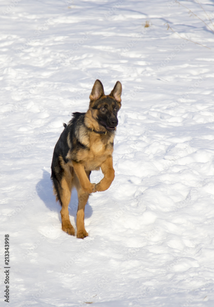 German shepherd in the winter park German shepherd in the winter park