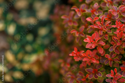 Decorative berberis thunbergii with red leaves