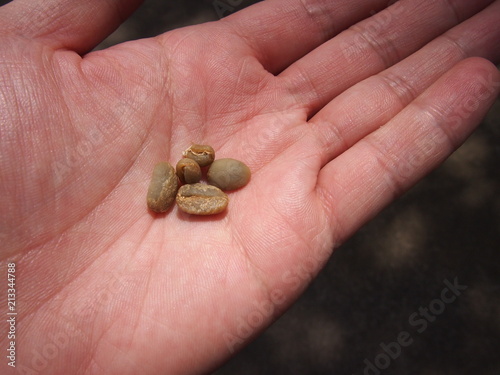 珈琲の生豆