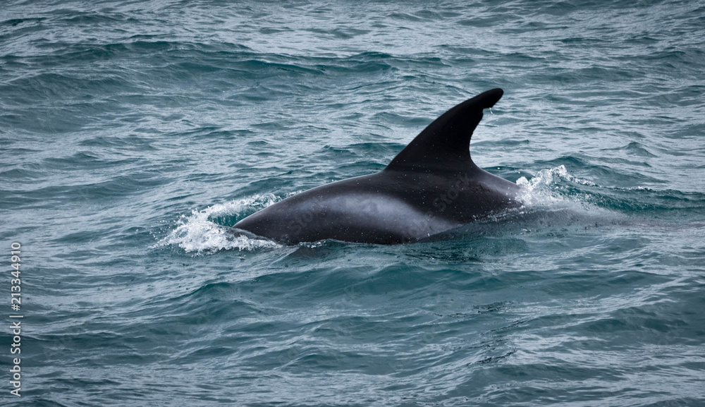 Fototapeta premium Striped Dolphin