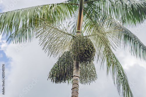 Super food. Amazon, acai berry growing on a tree photo