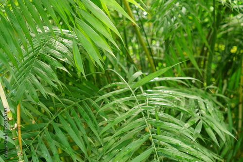close up of palm leaves in tropical forest, floral background
