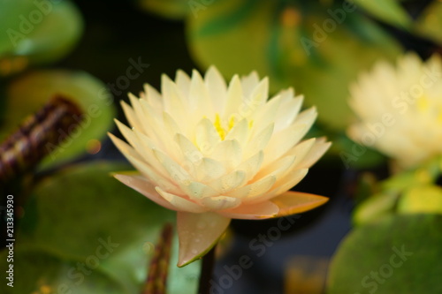 beautiful white water lily floating on water surface