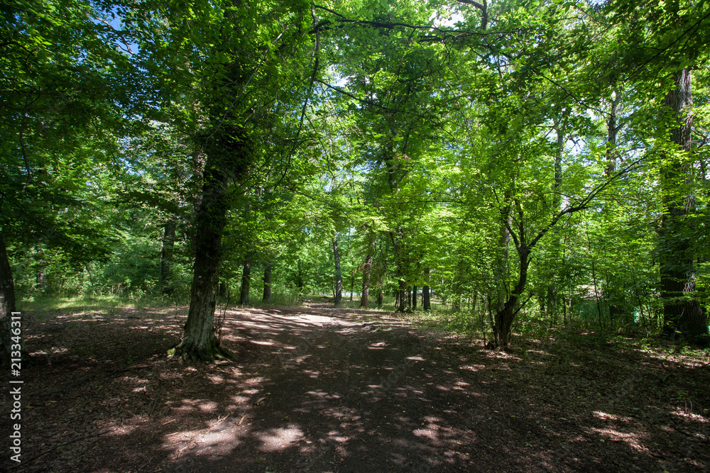 beautiful green forest