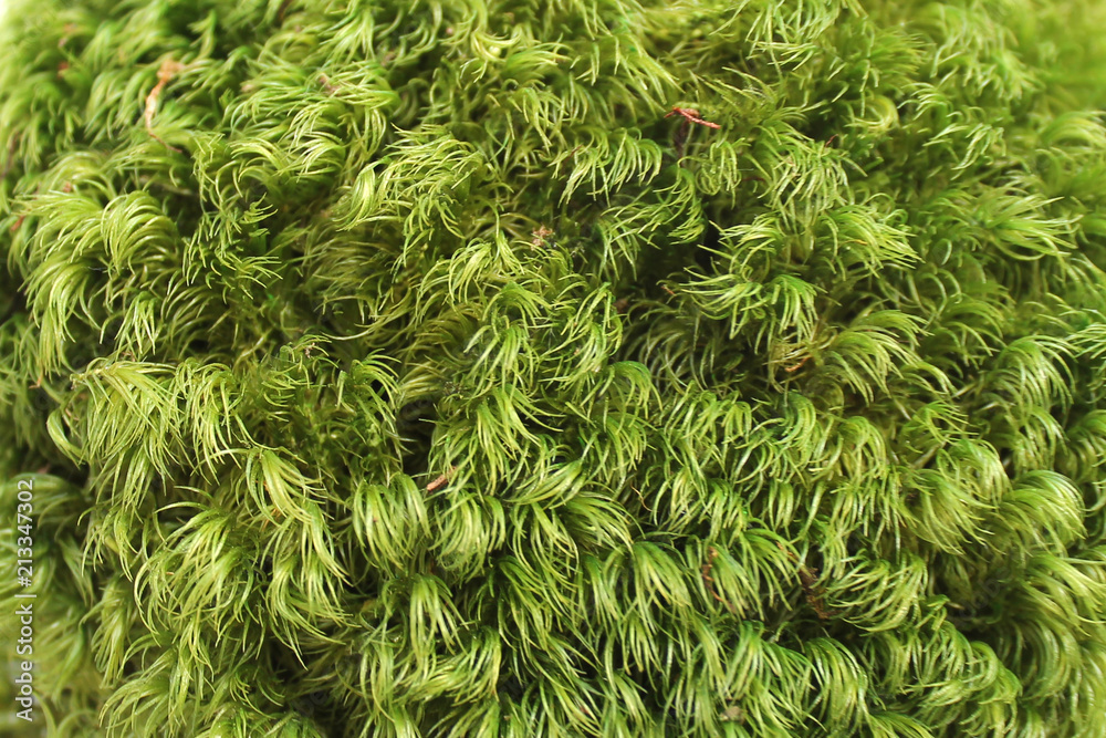 Green grass moss texture for background close up Green grass moss texture for background close up