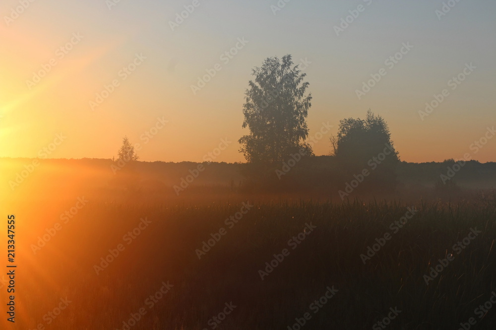 Magnificent summer nature on a pond in July. Trees and field in the rays of the setting sun.