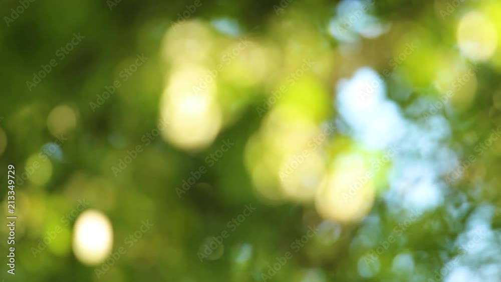 Natural green blur background of fresh summer foliage isolated at blue sky. Real time full hd video footage. Natural green blur background of fresh summer foliage isolated at blue sky. Real time full hd video footage.