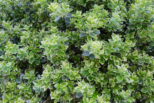 Green and white cultivated boxwood buxus sempervirens bush leaves close up