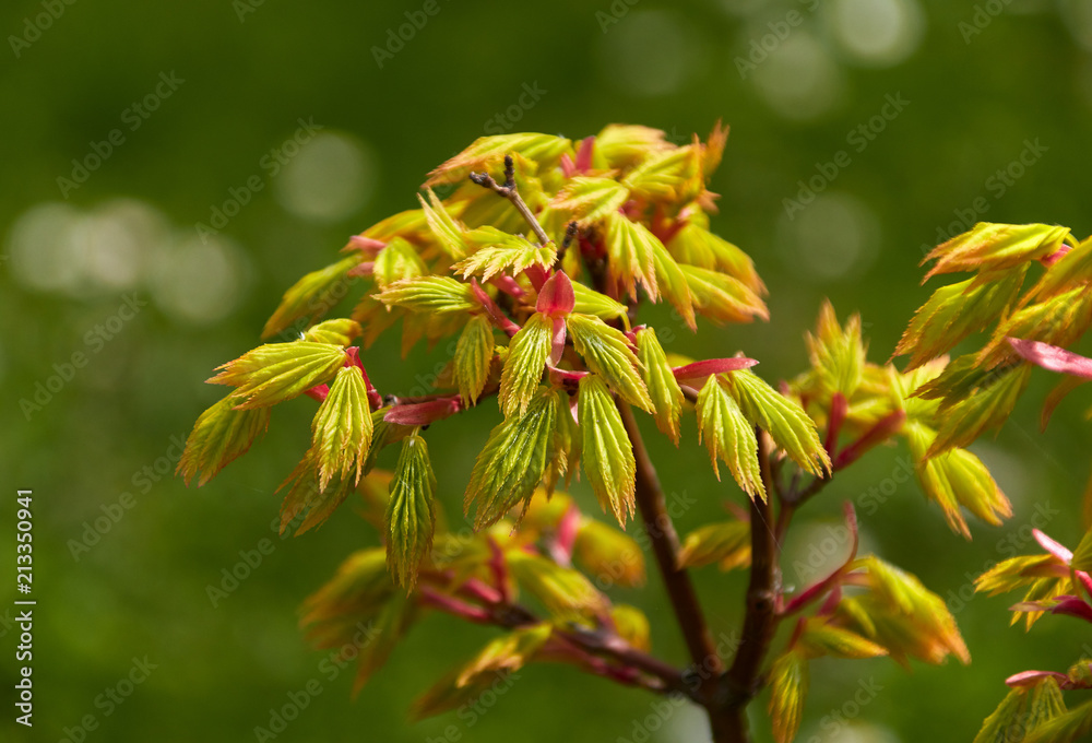 young yellow-green japanese maple tree leaves young yellow-green japanese maple tree leaves