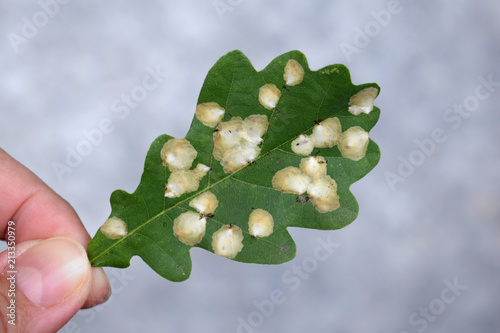 Mines on oak leaves caused by larvae of the Tischeriidae family, genus Tischeria - upperside photo