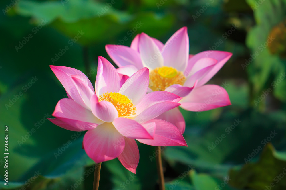 Beautiful pink lotus flower in blooming Beautiful pink lotus flower in blooming