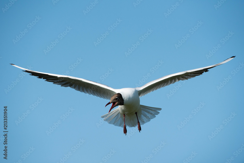 Black Headed Gull (Chroicocephalus ridibundus)