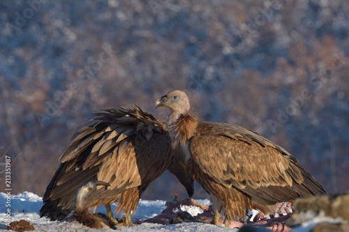 Griffon Vultures in Winter Landscape, into the Mountains