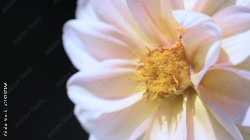 Gros plan sur un Dahlia, une abeille se pose et butine la fleur et repart