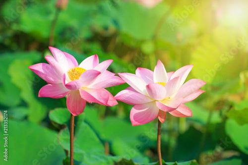 Beautiful pink lotus flower in blooming