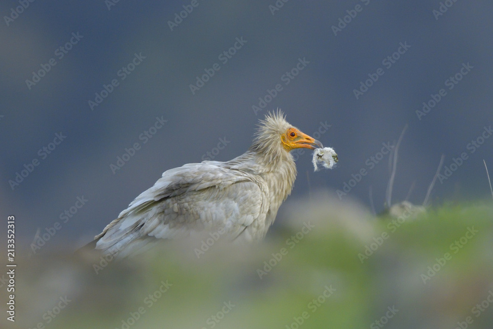 Obraz premium Egyptian Vulture picking wool for nest