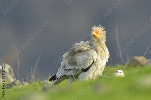 Egyptian Vulture on the ground © Iliuta