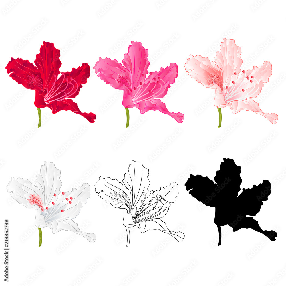 Obraz premium Flower rhododendron mountain shrub red,pink, light pink, white , outline and silhouette on a white background vintage bloom three vector illustration editable hand draw