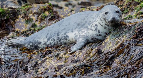 Grey Seal, resting on the rocks at the Farne Islands, Northumberland, England, UK.