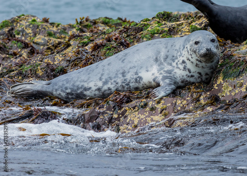 Grey Seal, resting on the rocks at the Farne Islands, Northumberland, England, UK.