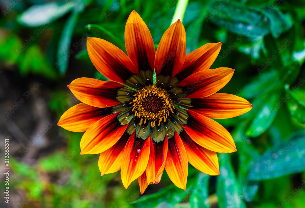 Shehzadi Flower Shehzadi Flower