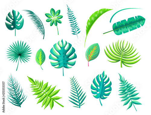 Tropical Foliage Collection Vector Illustration