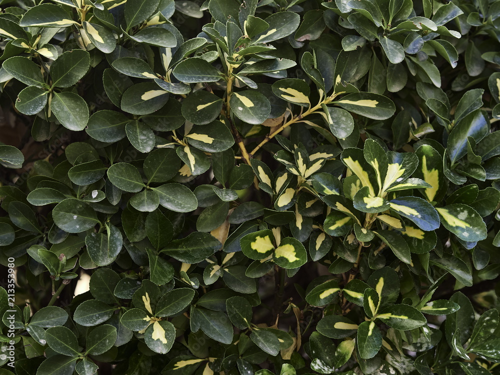 Fototapeta premium Textura plantas