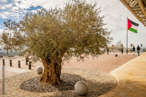 RAWABI, PALESTINIAN NATIONAL AUTHORITY, WEST BANK. June 27, 2014. Olive tree and Palestinian flag on the background - an abstract concept of the Palestinian statehood. Symbol of Palestinian freedom. photo