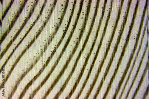 texture of a cross-section of a pine tree close-up, cross-section of annual rings