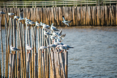 Seagulls with sunset at Bang Pu beach Samutprakarn,Thailand photo