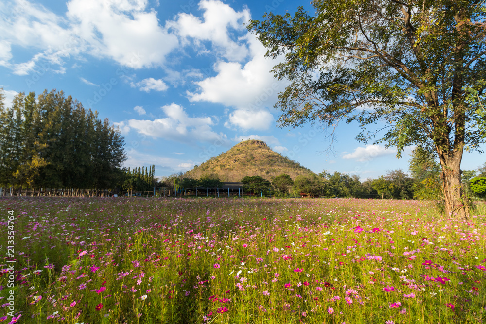 Cosmos field with mountain in a background, sunny day in summer season Cosmos field with mountain in a background, sunny day in summer season