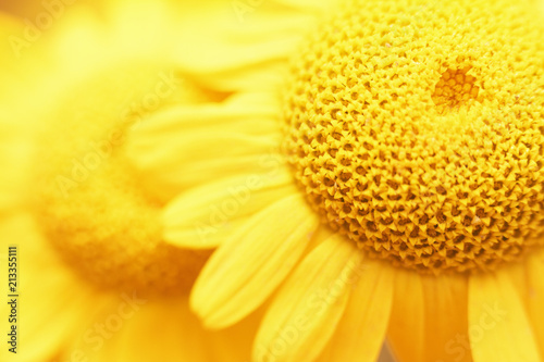 Fresh beautiful chamomile closeup on blurred background. Top view. Copy space