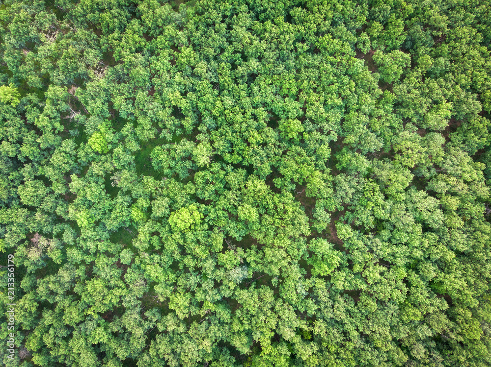 Forest - view from the drone