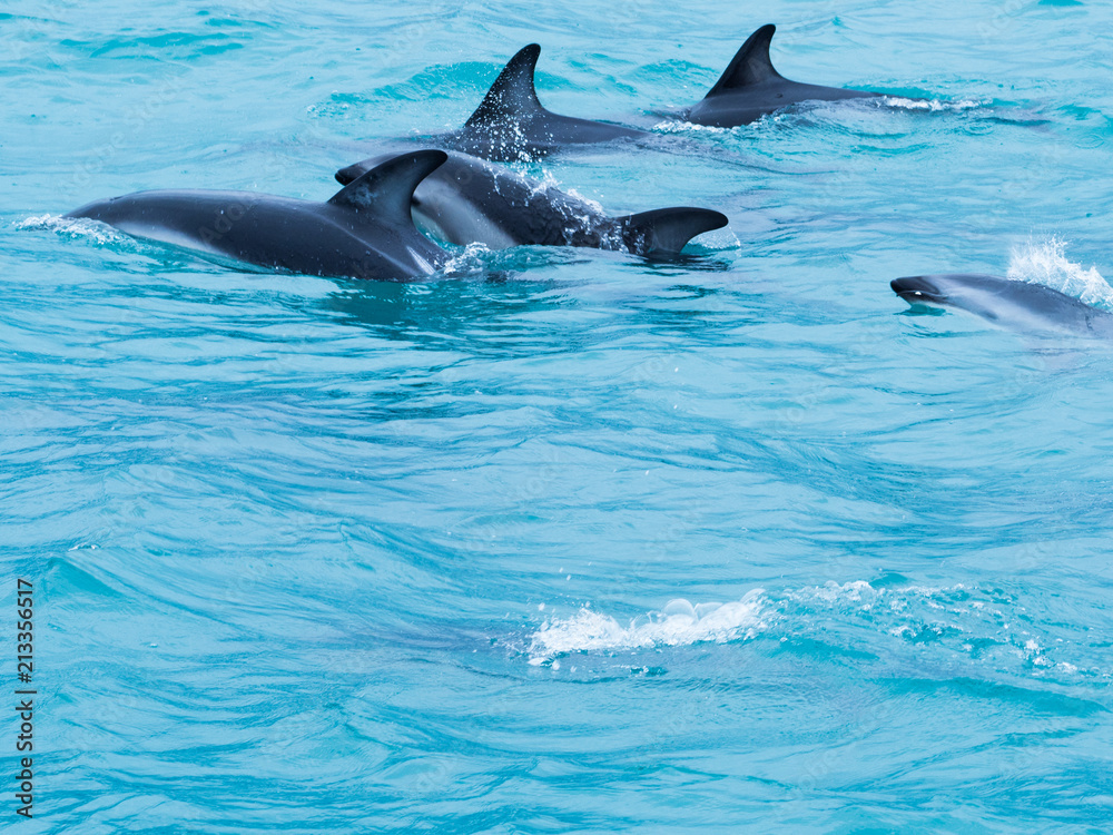 Naklejka premium Dolphins swimming in an ocean