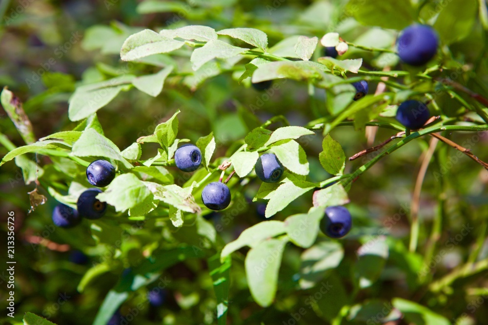 Fresh organic ripe blueberries on the bush with green leaves in summer, close up Fresh organic ripe blueberries on the bush with green leaves in summer, close up