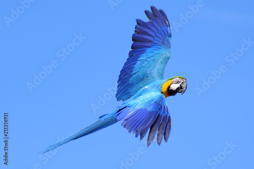 Behang Blue-and-yellow macaw