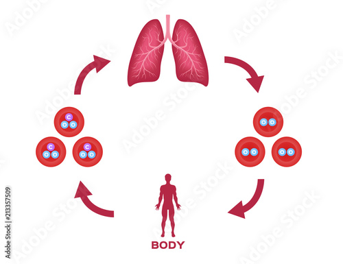 oxygen and red blood cell , gas exchange vector . anatomy concept / lung and body