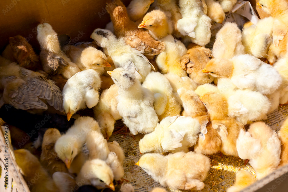 Many crazy small chicks are crowded in cardboard box, jump up Many crazy small chicks are crowded in cardboard box, jump up