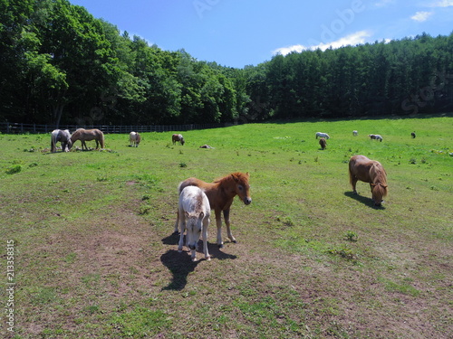 放牧中のポニー（北海道佐呂間町） photo