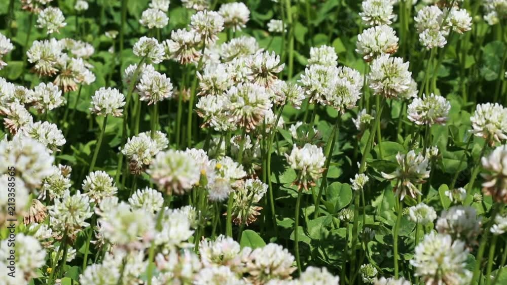 Macro shot of honey bee crawling on head of clover flower, collecting nectar. A clover field in the background, with soft focus.