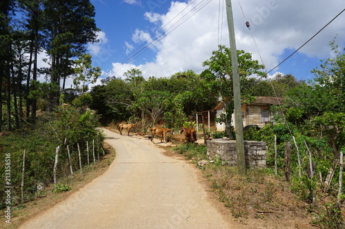 Straße im Regenwald - Kuba