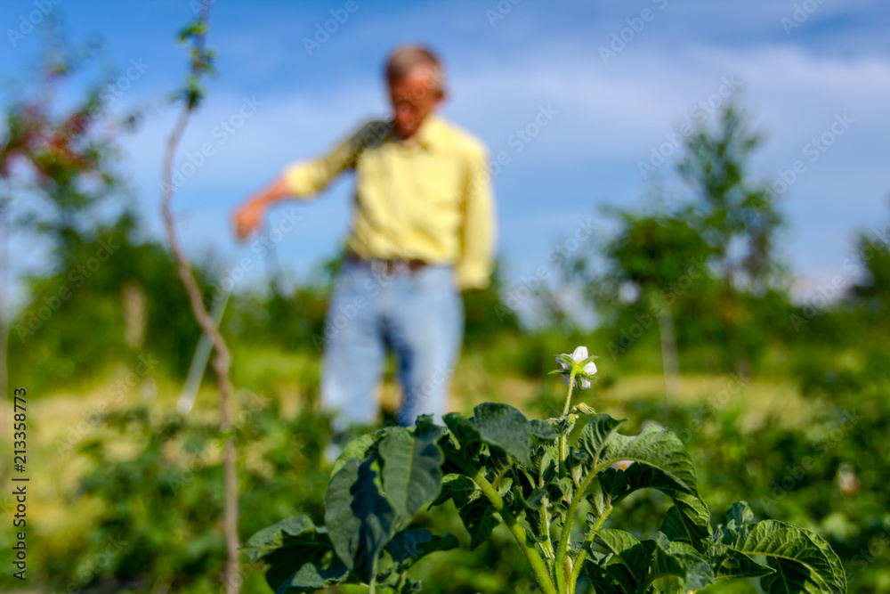 Farmer sprinkles potatoes with sprayer, rows of potato blooming plants Farmer sprinkles potatoes with sprayer, rows of potato blooming plants