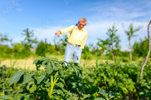 Farmer sprinkles potatoes with sprayer, rows of potato blooming plants