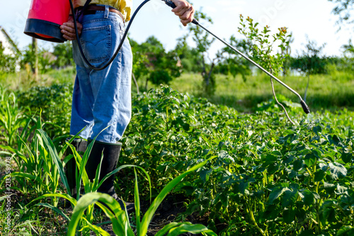 Farmer sprinkles potatoes with sprayer, rows of potato blooming plants