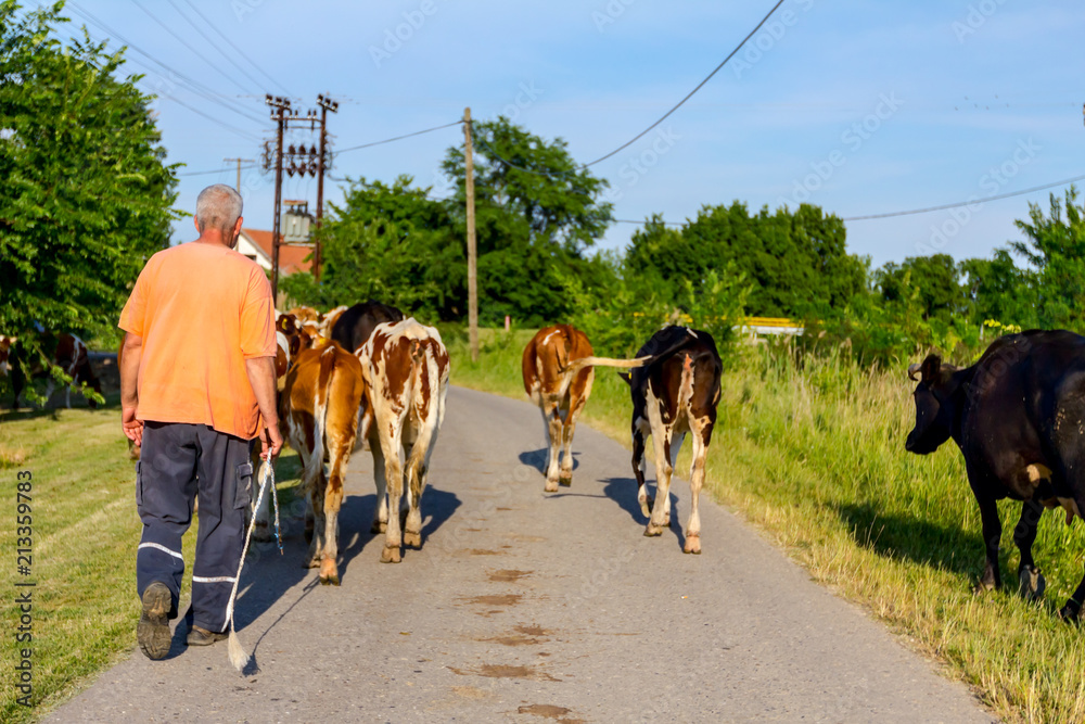 Shepherds are drive a herd of bloodstock cows, walking on the road