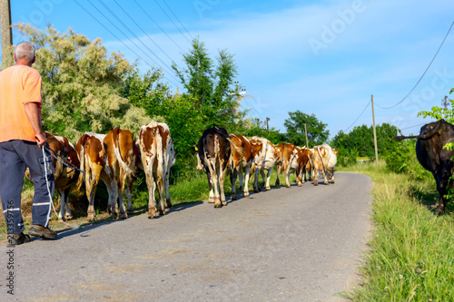 Shepherds are drive a herd of bloodstock cows, walking on the road