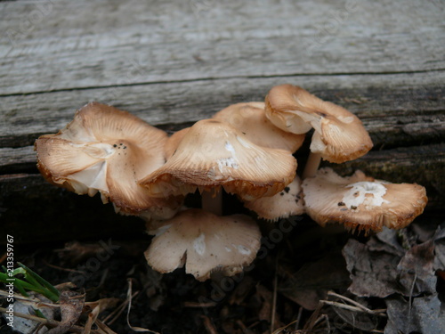 Mushroom, forest, after rain